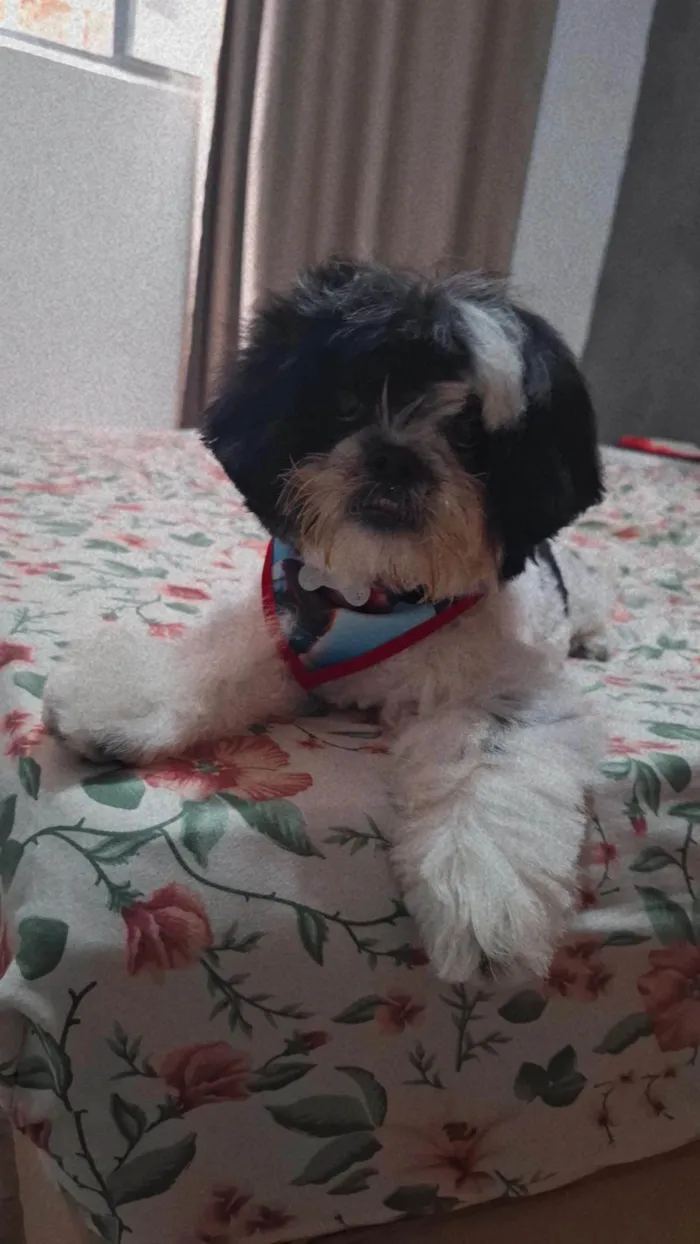 Cachorro ra a Shitzu idade 1 ano nome Django