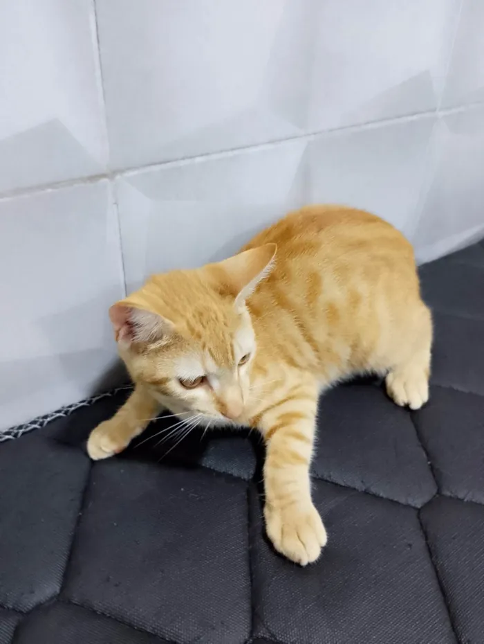 Gato ra a SRD-ViraLata idade 2 a 6 meses nome O Adotante escolhe 