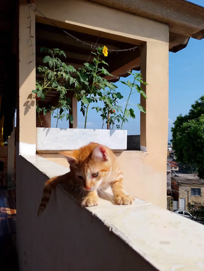 Gato ra a SRD-ViraLata idade 2 a 6 meses nome O Adotante escolhe 