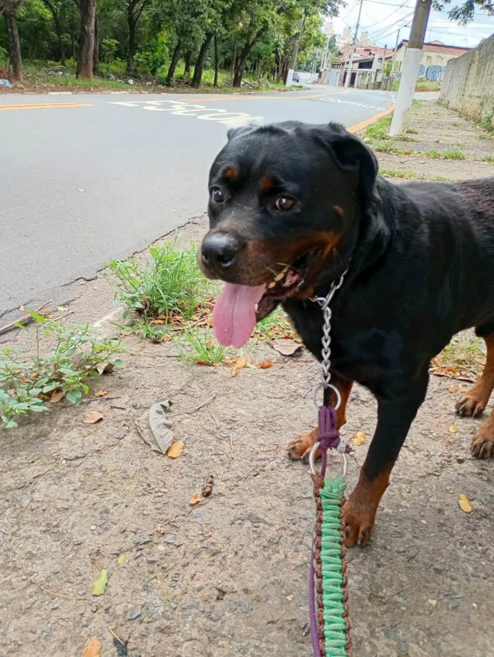 Cachorro ra a Rottweiler idade 3 anos nome Zeus