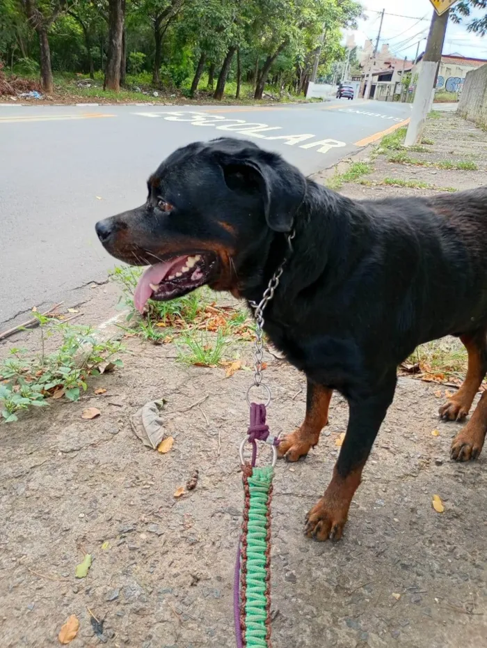 Cachorro ra a Rottweiler idade 3 anos nome Zeus