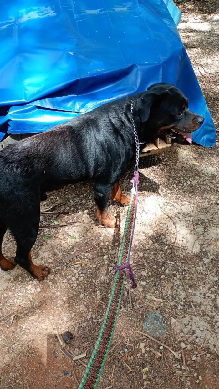 Cachorro ra a Rottweiler idade 3 anos nome Zeus