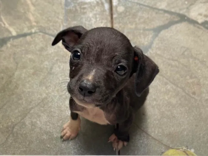 Cachorro ra a SRD-ViraLata idade Abaixo de 2 meses nome Madruguinha 