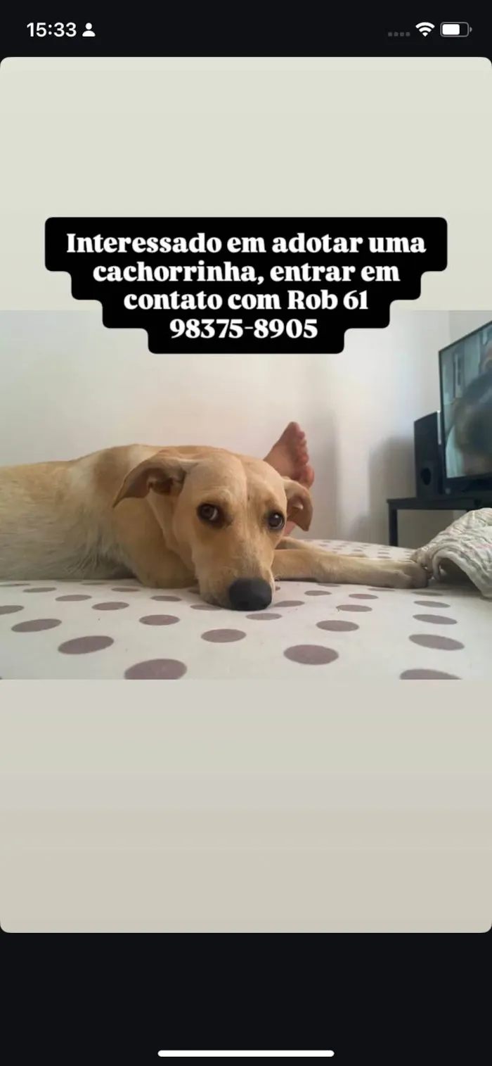 Cachorro ra a SRD-ViraLata idade 2 anos nome Duda