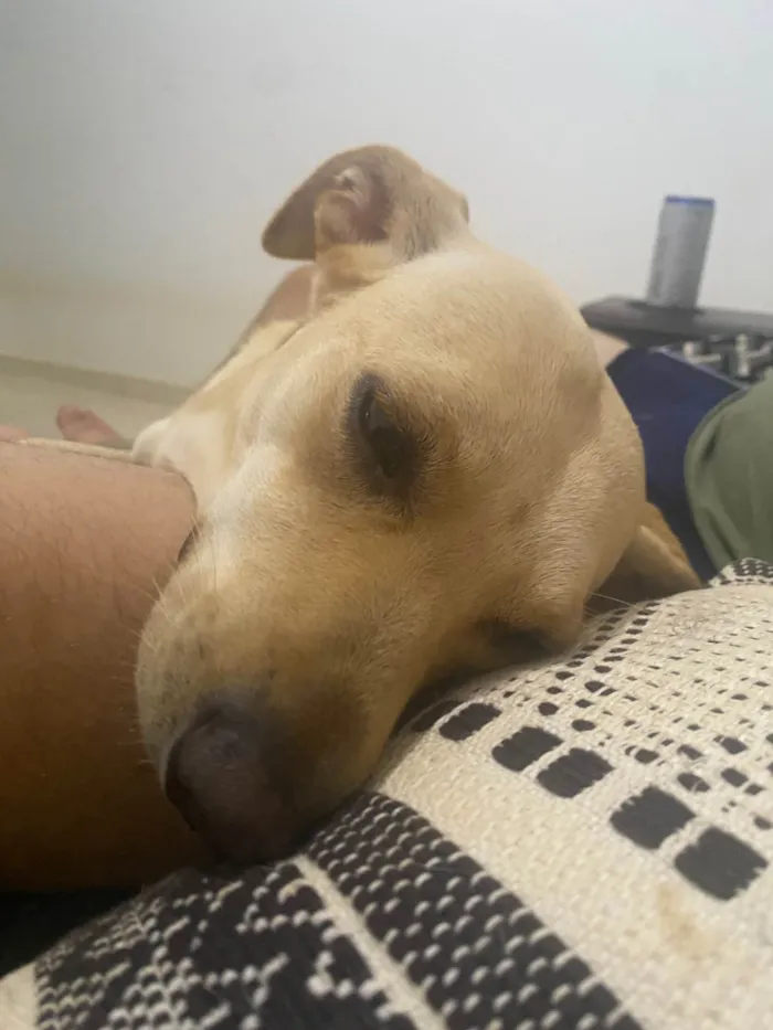 Cachorro ra a SRD-ViraLata idade 2 anos nome Duda