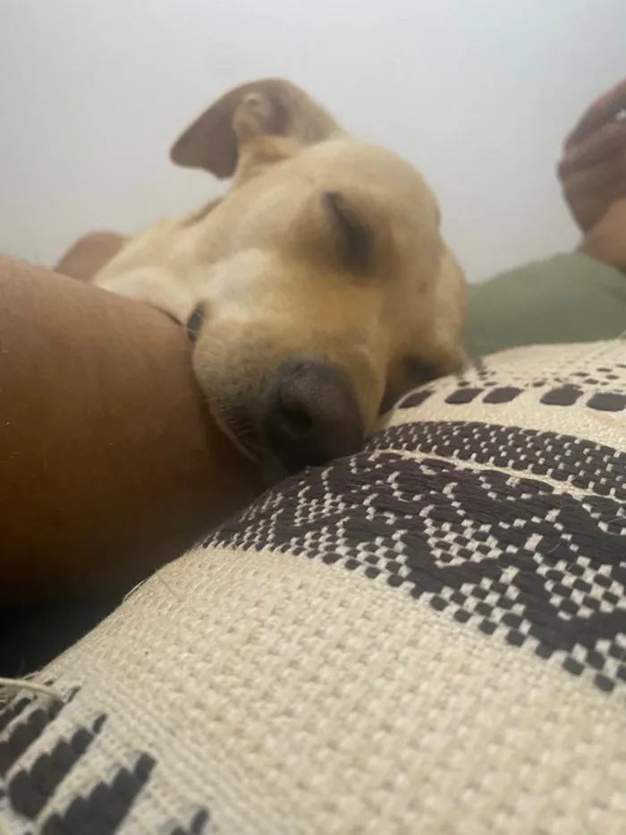 Cachorro ra a SRD-ViraLata idade 2 anos nome Duda