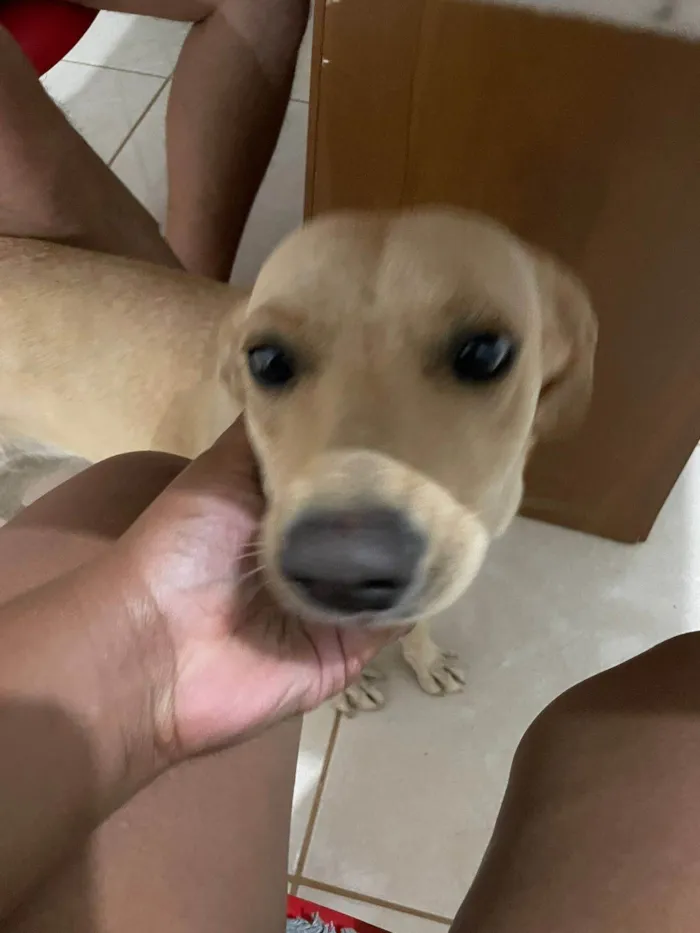 Cachorro ra a SRD-ViraLata idade 2 anos nome Duda