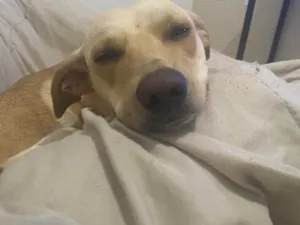 Cachorro raça SRD-ViraLata idade 2 anos nome Duda