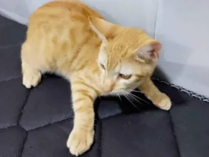 Gato raça SRD-ViraLata idade 2 a 6 meses nome O Adotante escolhe 