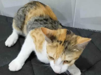 Gato raça SRD-ViraLata idade 2 a 6 meses nome O Adotante escolhe 