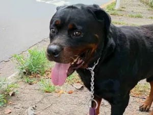 Cachorro raça Rottweiler idade 3 anos nome Zeus