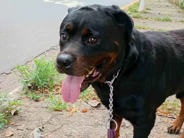 Cachorro ra a Rottweiler idade 3 anos nome Zeus