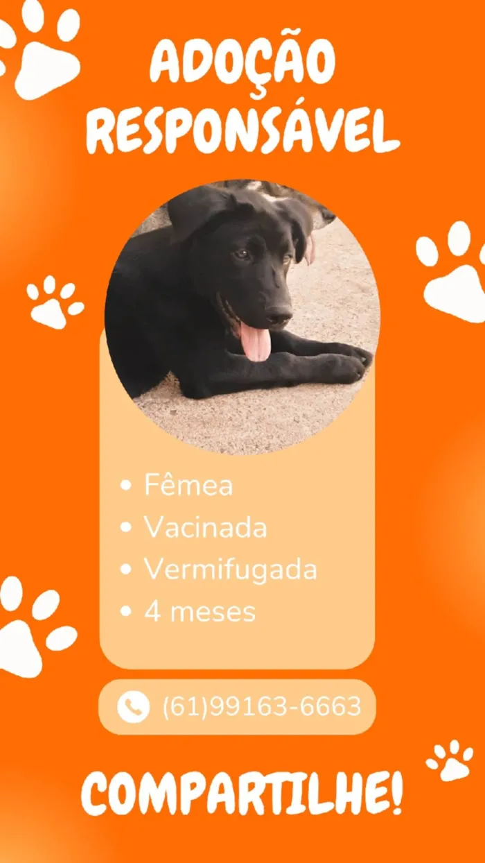 Cachorro ra a SRD-ViraLata idade 2 a 6 meses nome Pantera negra