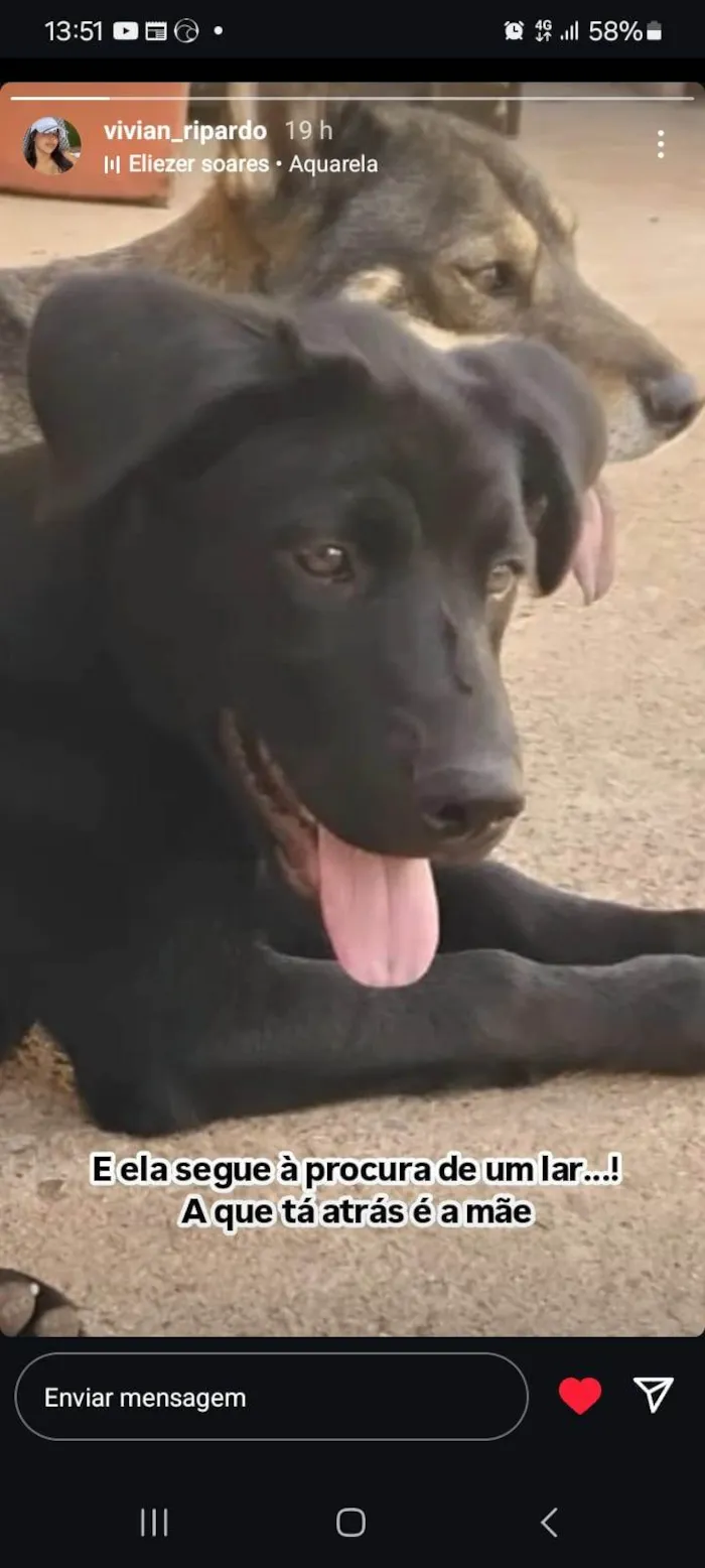 Cachorro ra a SRD-ViraLata idade 2 a 6 meses nome Pantera negra