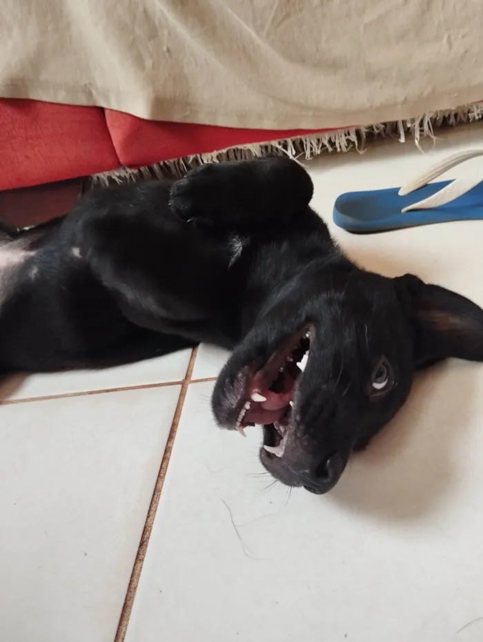 Cachorro ra a SRD-ViraLata idade 2 a 6 meses nome Pantera negra