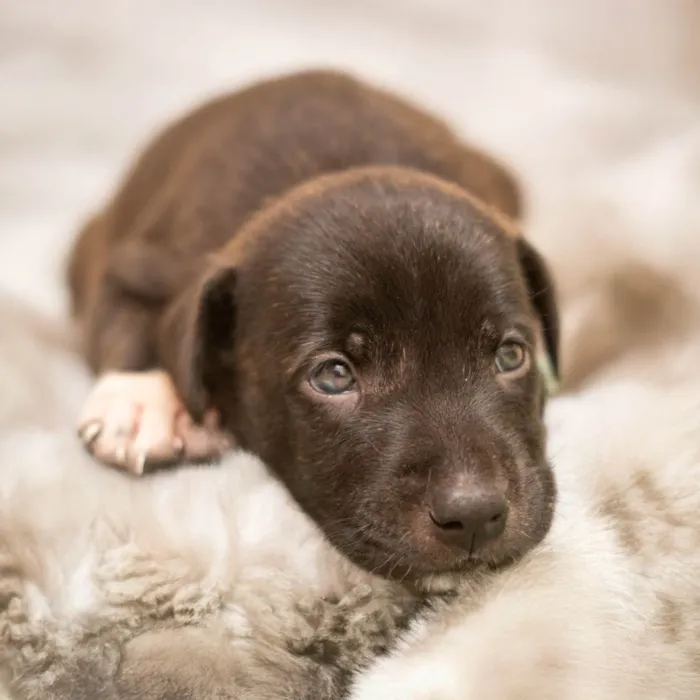 Cachorro ra a SRD-ViraLata idade Abaixo de 2 meses nome Negão