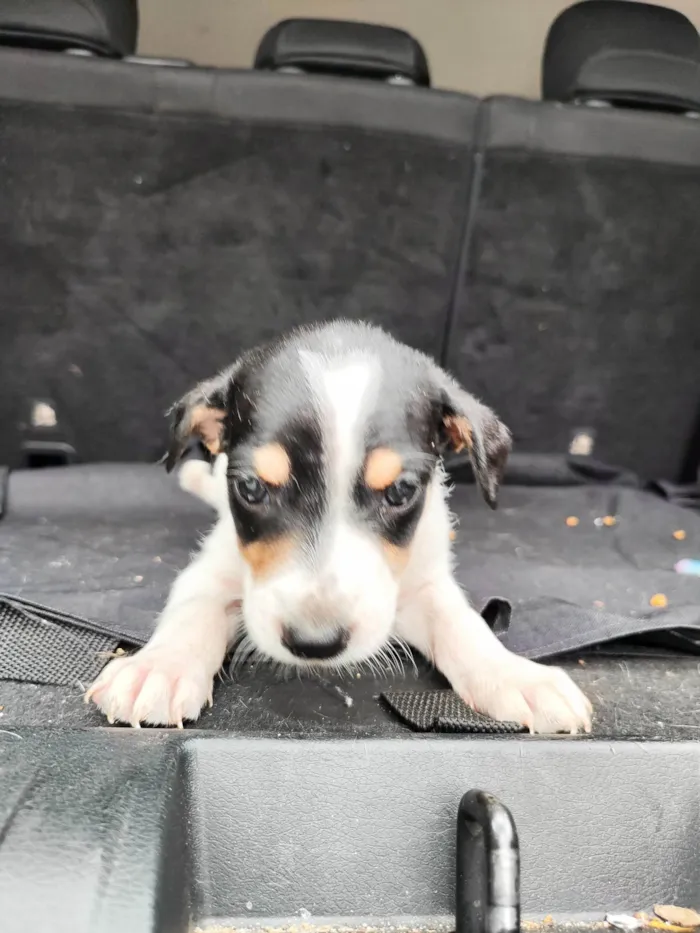 Cachorro ra a SRD-ViraLata idade 2 a 6 meses nome Pedrinho 