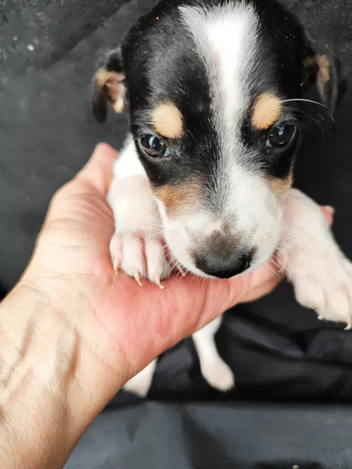 Cachorro ra a SRD-ViraLata idade 2 a 6 meses nome Pedrinho 