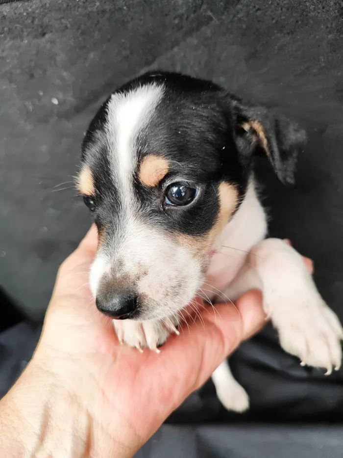 Cachorro ra a SRD-ViraLata idade 2 a 6 meses nome Pedrinho 