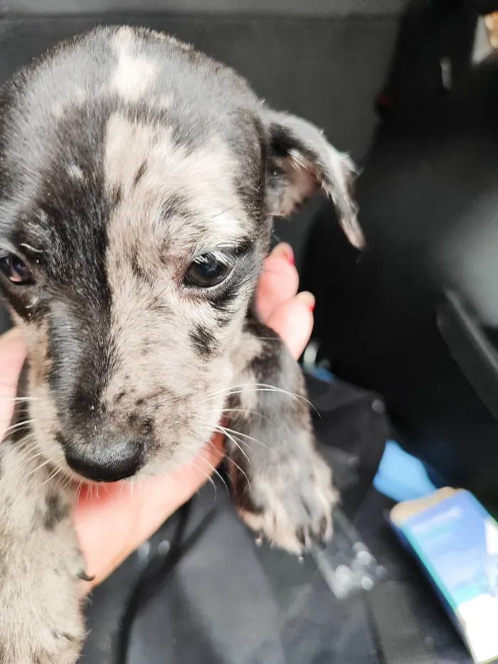 Cachorro ra a SRD-ViraLata idade 2 a 6 meses nome Pituca 