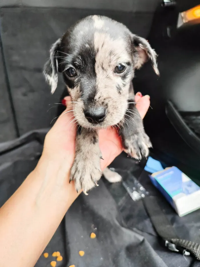 Cachorro ra a SRD-ViraLata idade 2 a 6 meses nome Pituca 