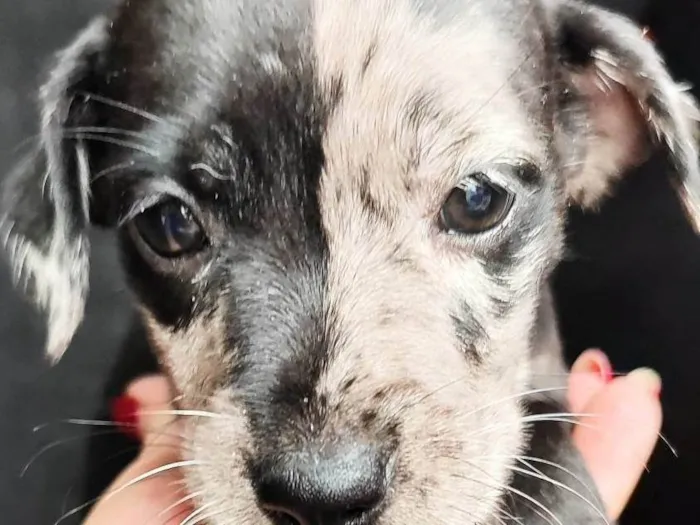 Cachorro ra a SRD-ViraLata idade 2 a 6 meses nome Pituca 