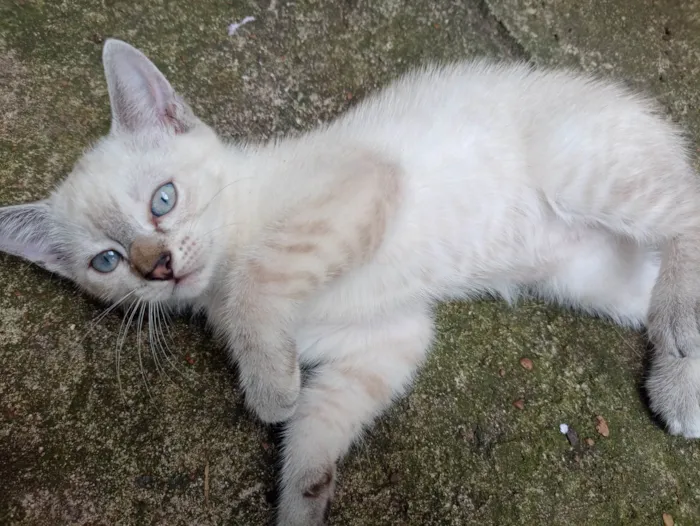 Gato ra a SRD-ViraLata idade 2 a 6 meses nome Sem nome 