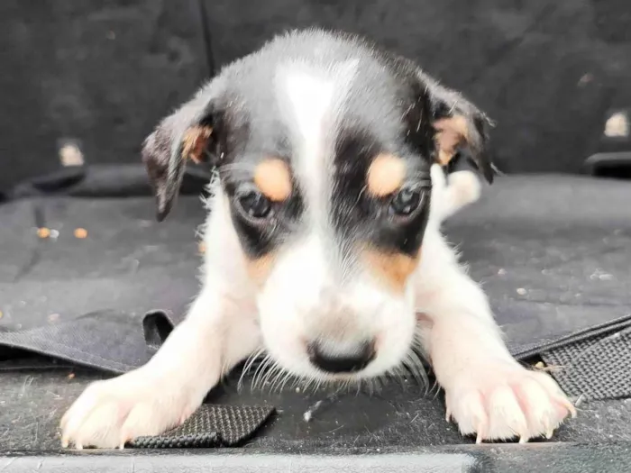 Cachorro ra a SRD-ViraLata idade 2 a 6 meses nome Pedrinho 