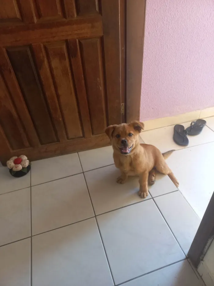 Cachorro ra a SRD-ViraLata idade 2 a 6 meses nome Ariele