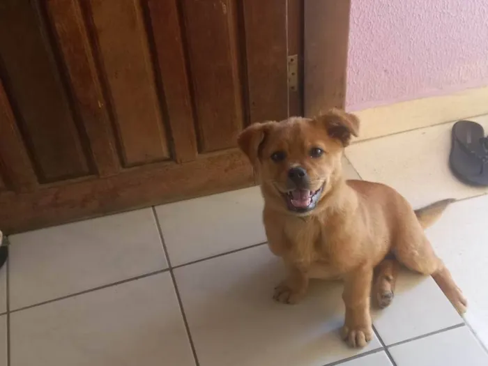 Cachorro ra a SRD-ViraLata idade 2 a 6 meses nome Ariele