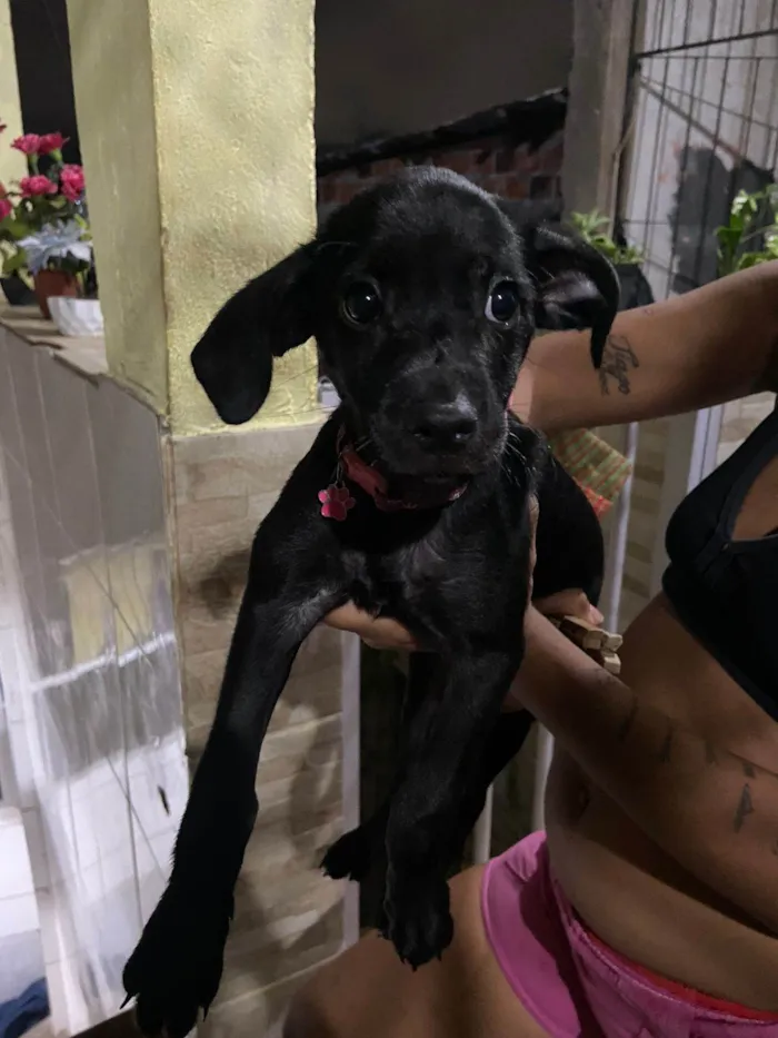 Cachorro ra a Pinscher idade 2 a 6 meses nome Lilica 