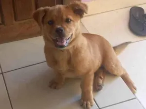 Cachorro raça SRD-ViraLata idade 2 a 6 meses nome Ariele