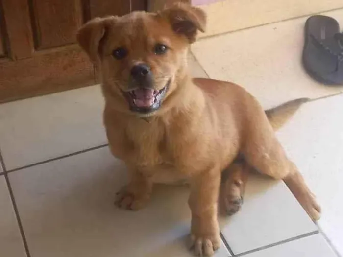 Cachorro ra a SRD-ViraLata idade 2 a 6 meses nome Ariele