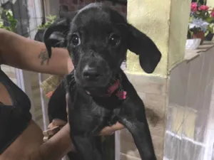 Cachorro raça Pinscher idade 2 a 6 meses nome Lilica 