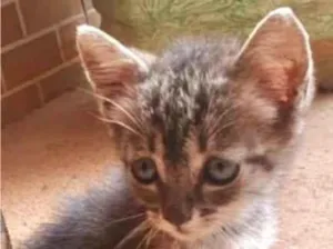 Gato raça SRD-ViraLata idade 2 a 6 meses nome Pingo 