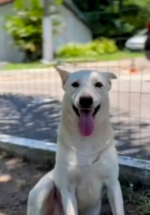 Cachorro ra a SRD-ViraLata idade 2 anos nome Zeca