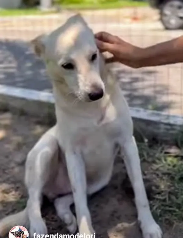 Cachorro ra a SRD-ViraLata idade 2 anos nome Zeca