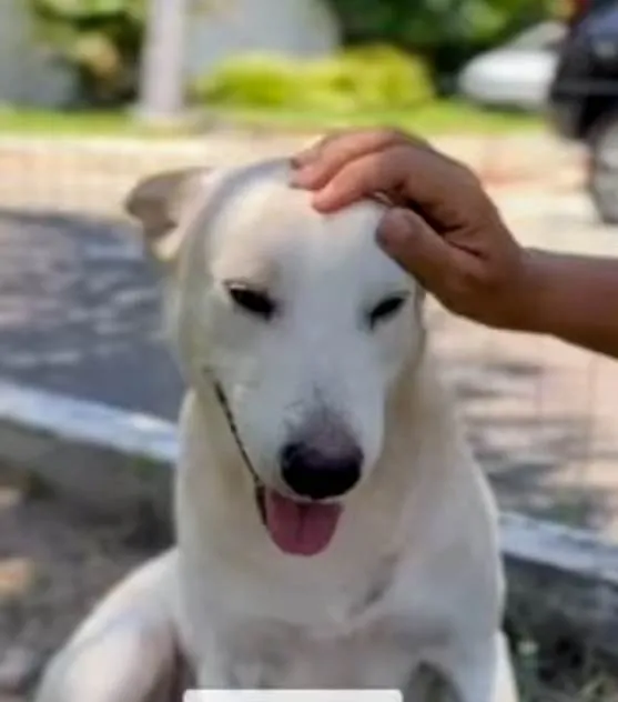 Cachorro ra a SRD-ViraLata idade 2 anos nome Zeca