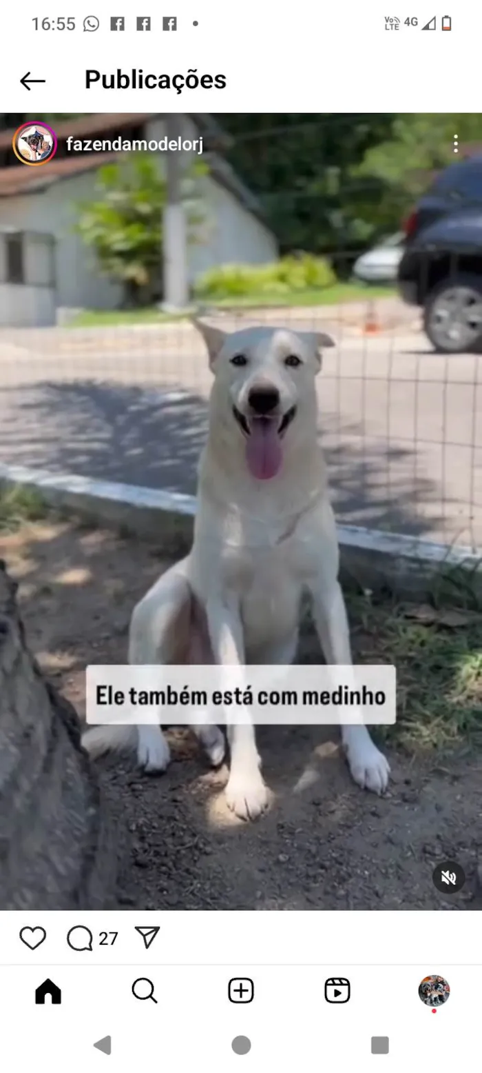 Cachorro ra a SRD-ViraLata idade 2 anos nome Zeca