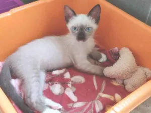 Gato raça SRD-ViraLata idade Abaixo de 2 meses nome Nina