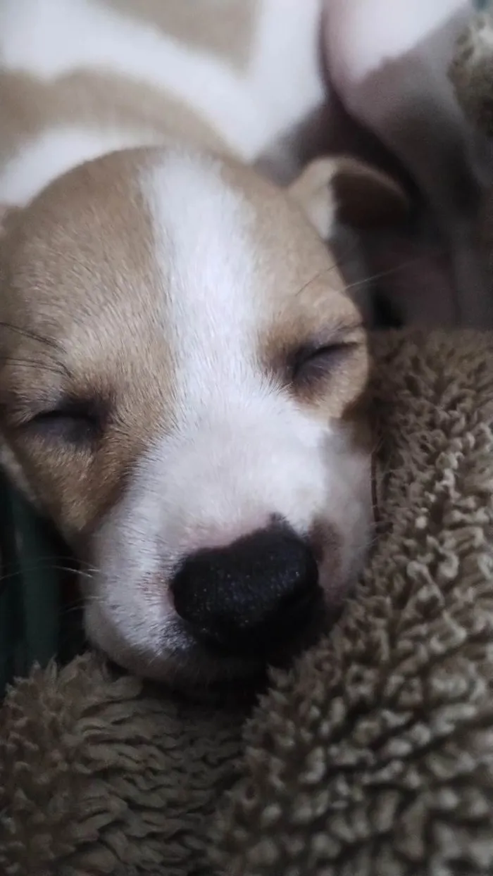 Cachorro ra a SRD-ViraLata idade Abaixo de 2 meses nome Sem nome