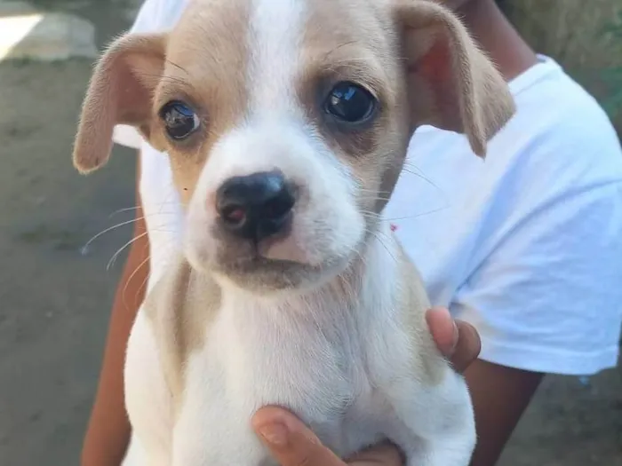 Cachorro ra a SRD-ViraLata idade Abaixo de 2 meses nome Sem nome