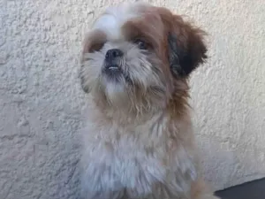 Cachorro raça Shitzu idade 2 anos nome Bobby