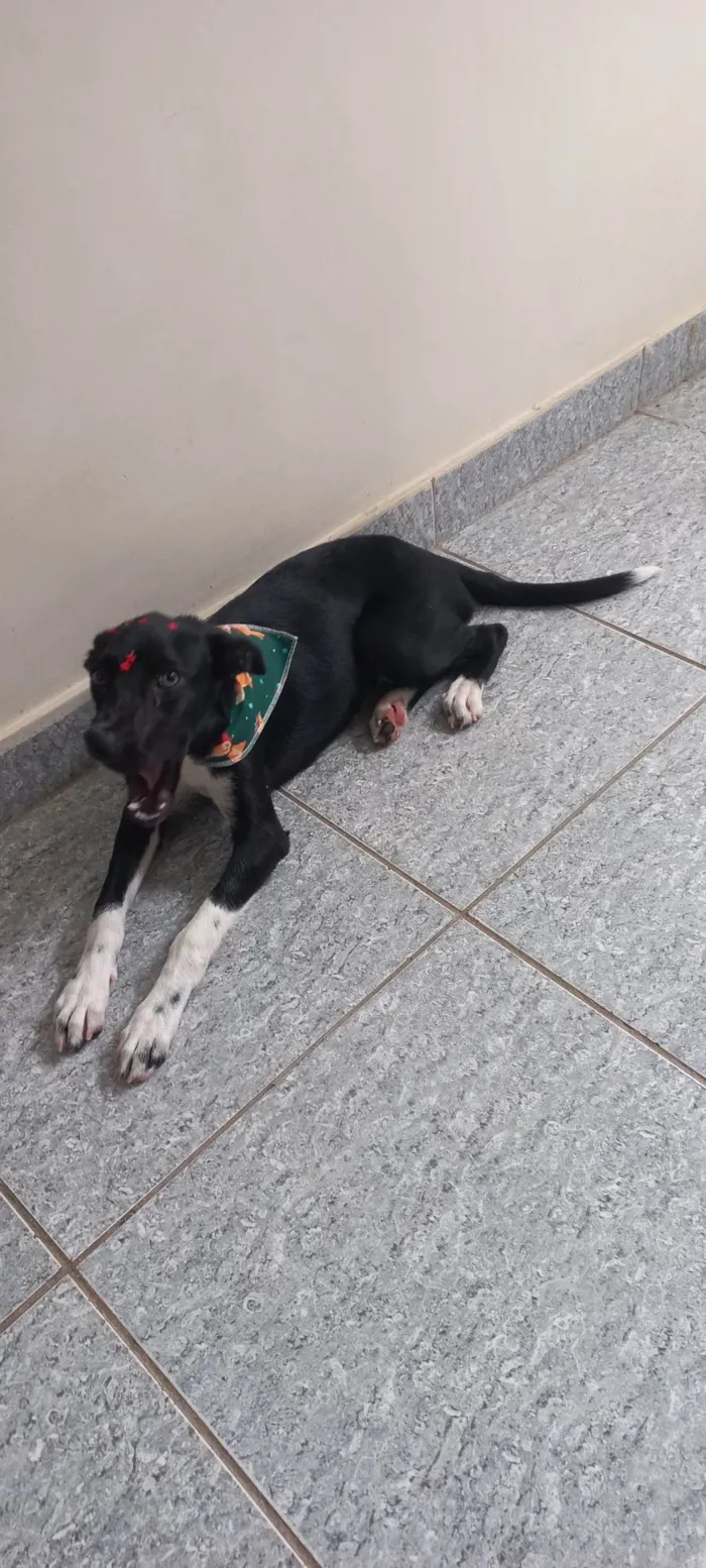 Cachorro ra a SRD-ViraLata idade 2 a 6 meses nome Pretinha