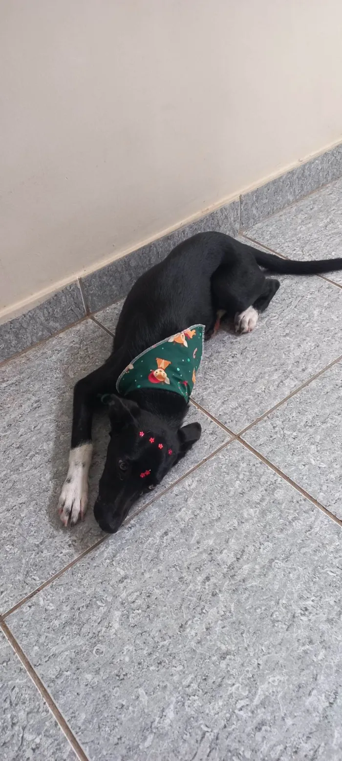 Cachorro ra a SRD-ViraLata idade 2 a 6 meses nome Pretinha