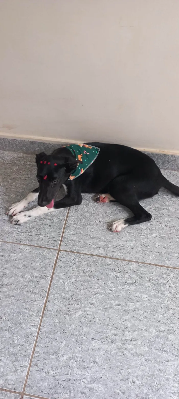 Cachorro ra a SRD-ViraLata idade 2 a 6 meses nome Pretinha