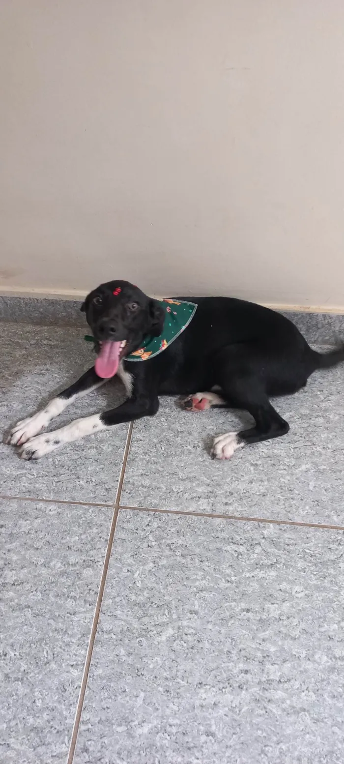 Cachorro ra a SRD-ViraLata idade 2 a 6 meses nome Pretinha