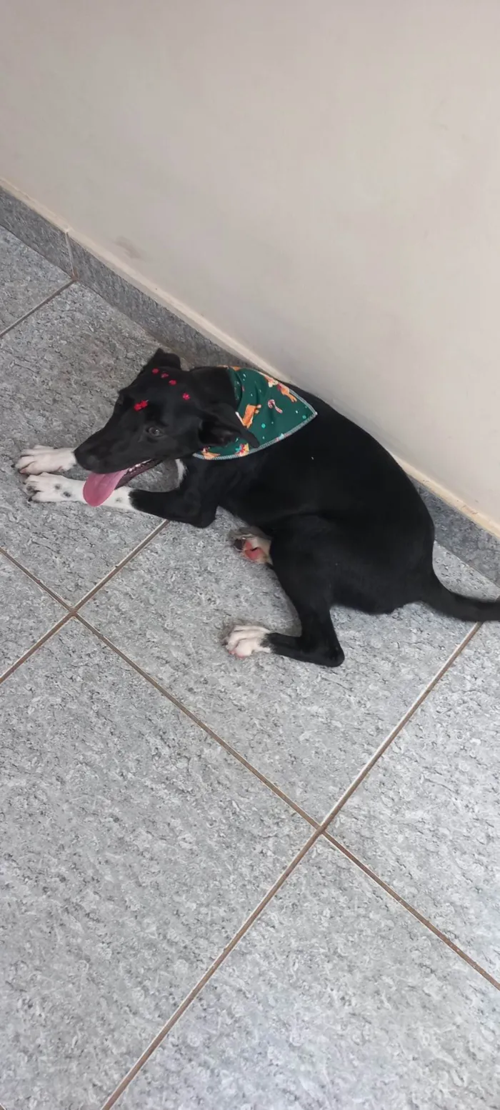 Cachorro ra a SRD-ViraLata idade 2 a 6 meses nome Pretinha