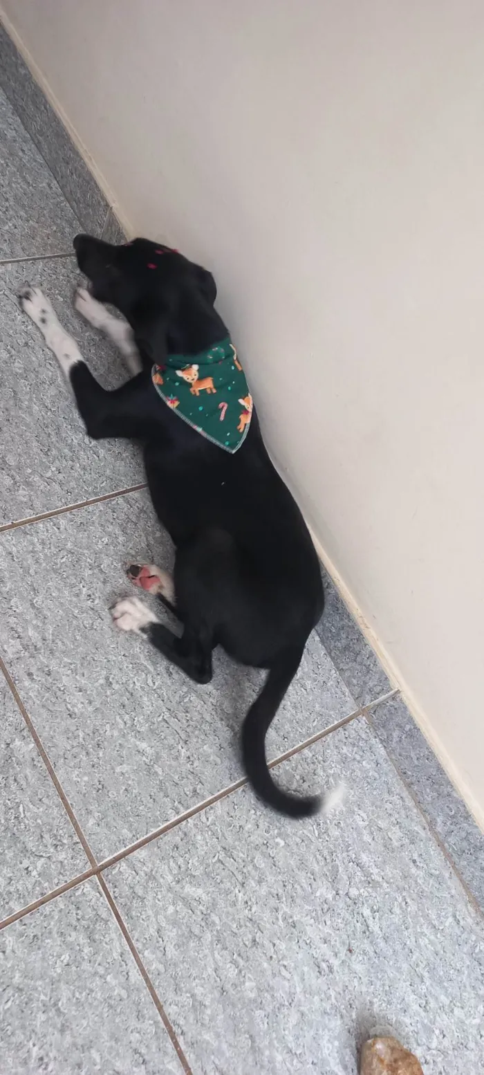 Cachorro ra a SRD-ViraLata idade 2 a 6 meses nome Pretinha