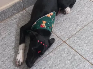 Cachorro raça SRD-ViraLata idade 2 a 6 meses nome Pretinha